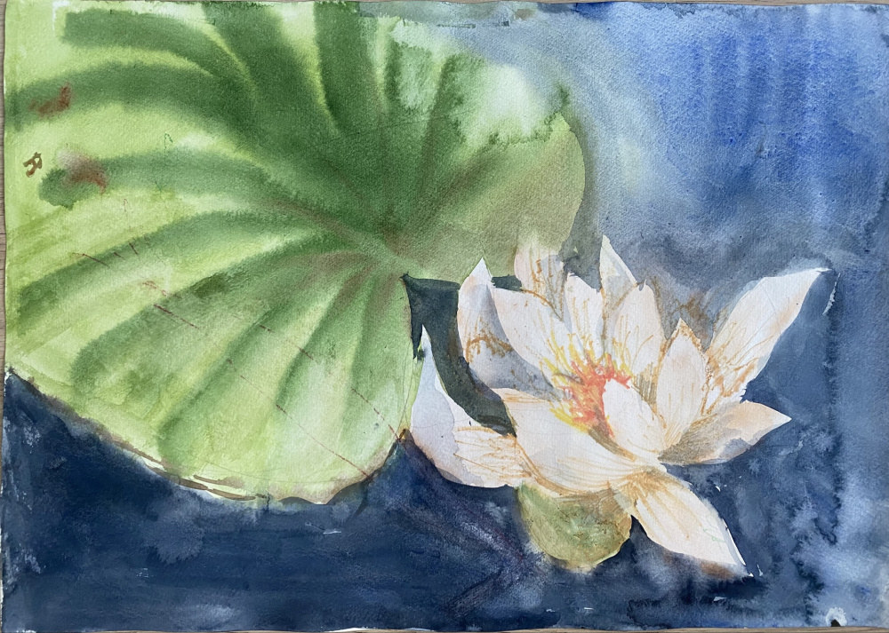 Цветущая нимфея 