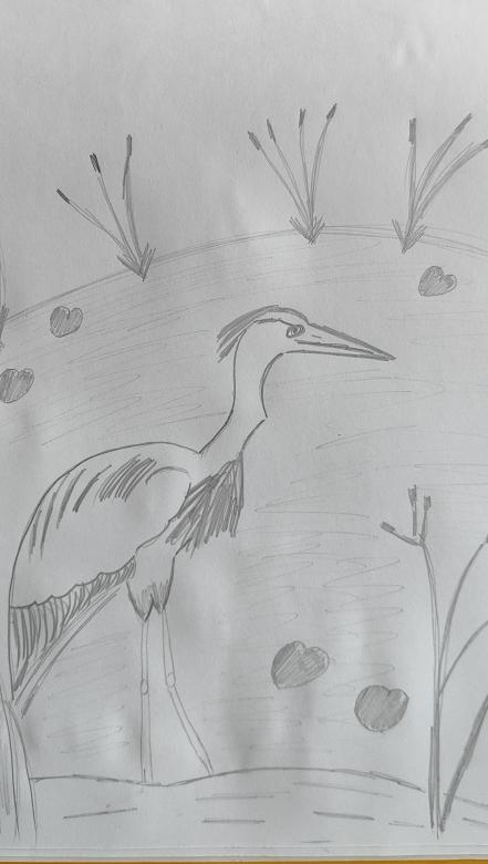 Цапли на заливном лугу