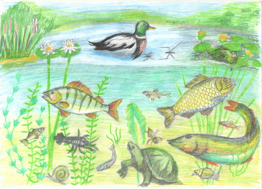 Жизнь в воде