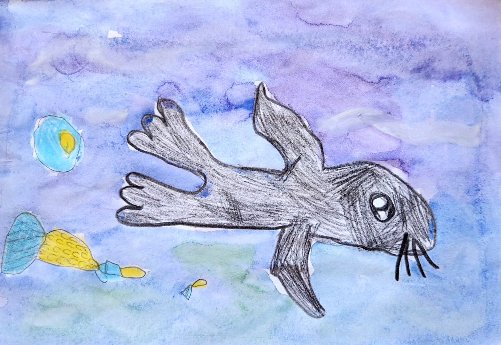 Морской котик.