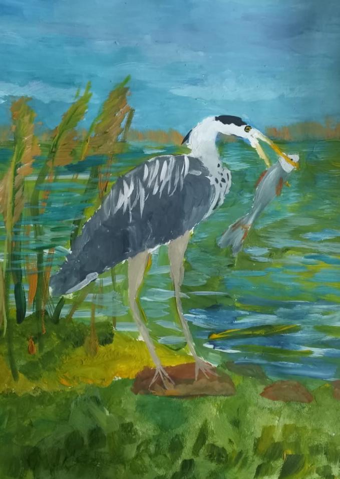 Серая цапля на водоеме летом