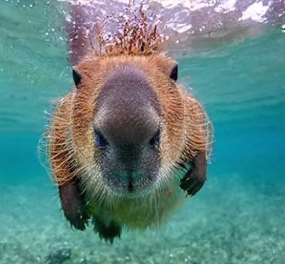 Подводная зарядка капибыра Ундины
