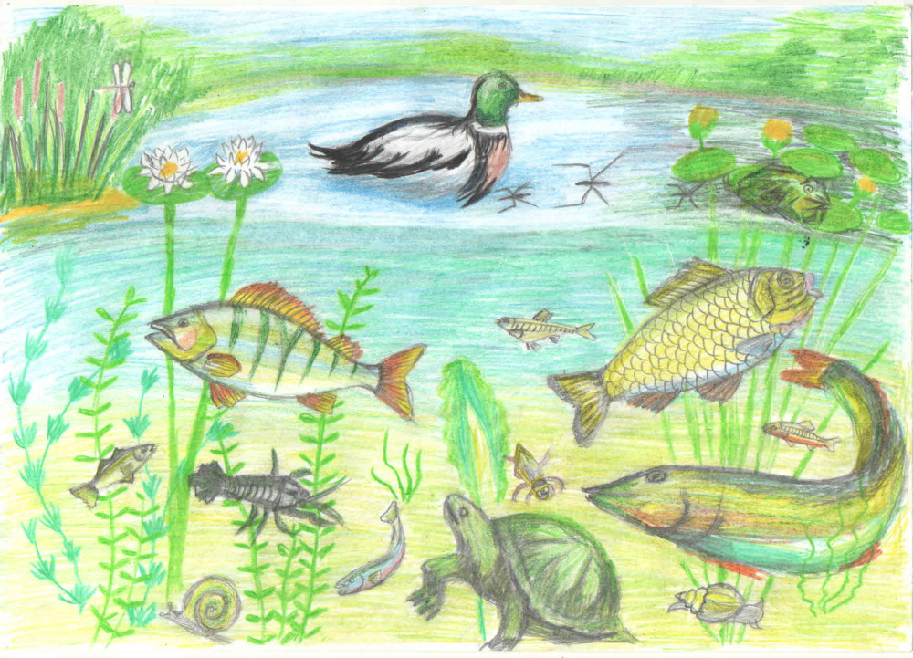 Жизнь в воде