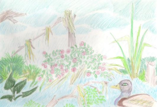 Дождь на болоте